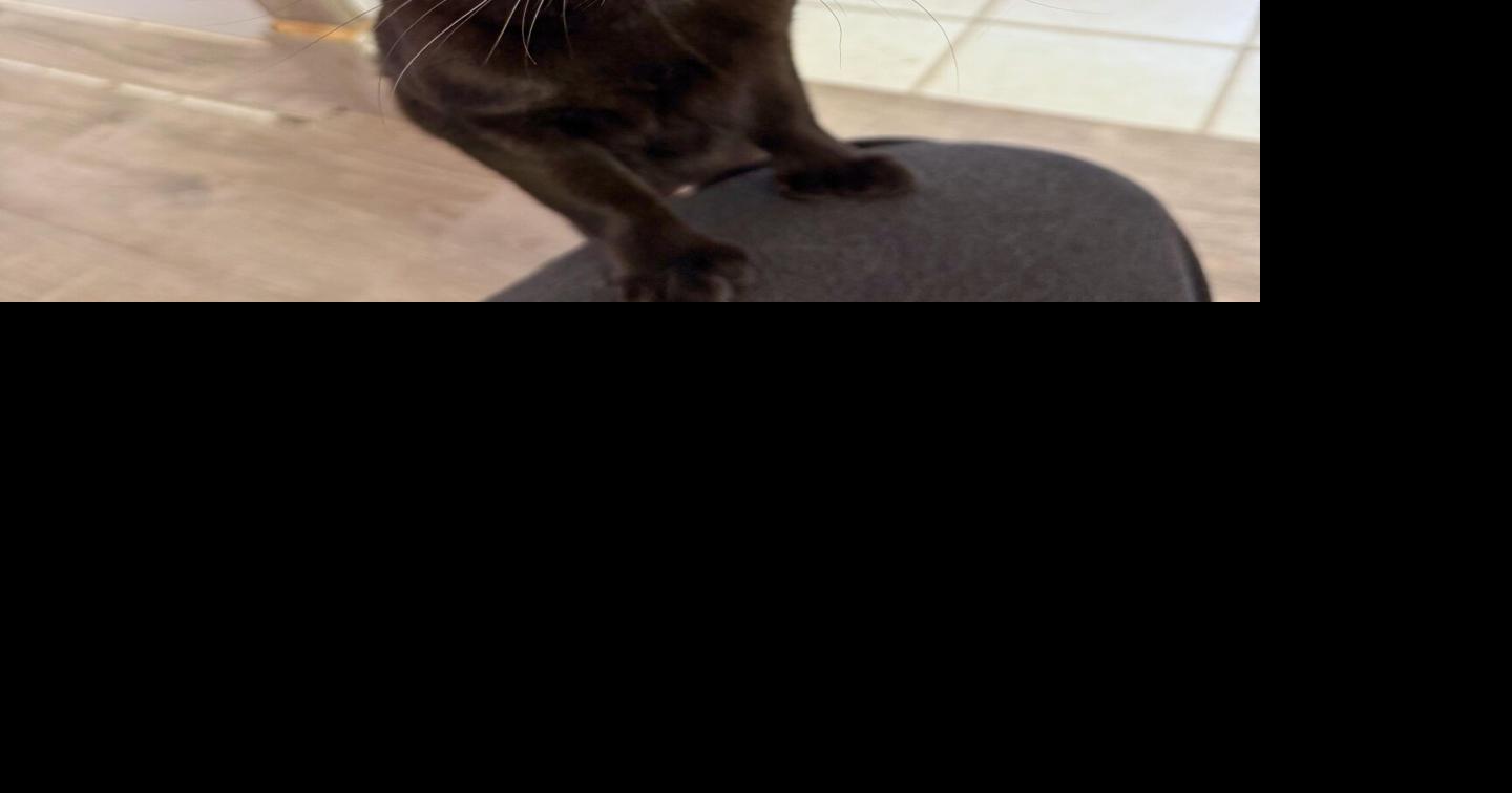 PETS: Declawing a cat is inhumane. Period.