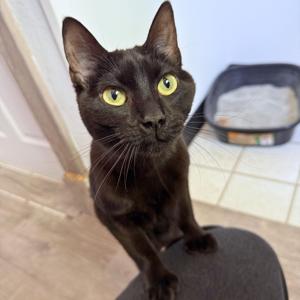 PETS: Declawing a cat is inhumane. Period.