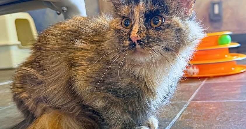 PETS: Making your home cat-friendly