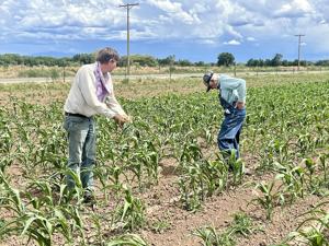 Corn concerns remain as harvest looms; pre-sale orders healthy