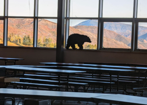 Bear cub breaks into a Colorado middle school to roam cafeteria Monday morning