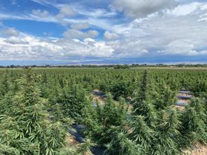 It's not just peach-pickin' season: Typhoon Farma hosts annual pick-your-own-CBD event