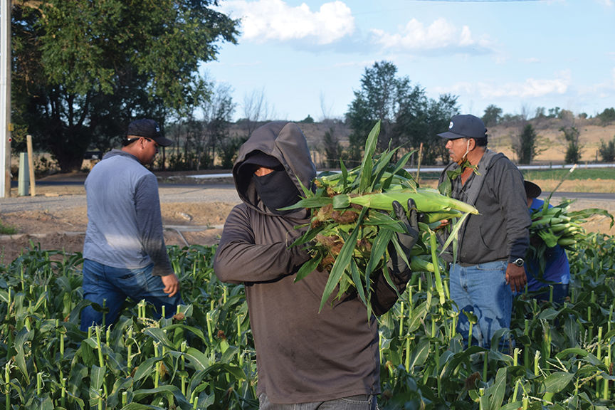 The 34th year of the “Olathe sweet” sweet corn harvest is underway