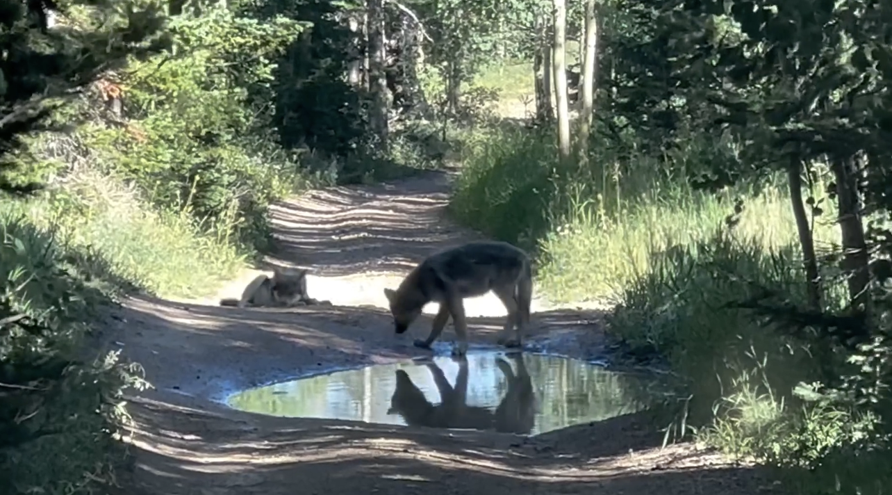 3 Colorado wolf pups caught on video confirmed to be part of Grand County  pack | Local News Stories | montrosepress.com