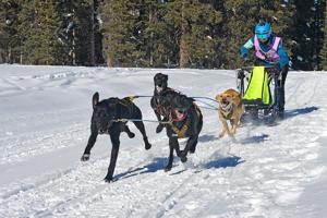 America's highest sled dog race returns to the Grand Mesa this weekend