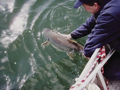 Cpw Turns To Anglers To Help Manage Blue Mesa S Lake Trout Local News Stories Montrosepress Com
