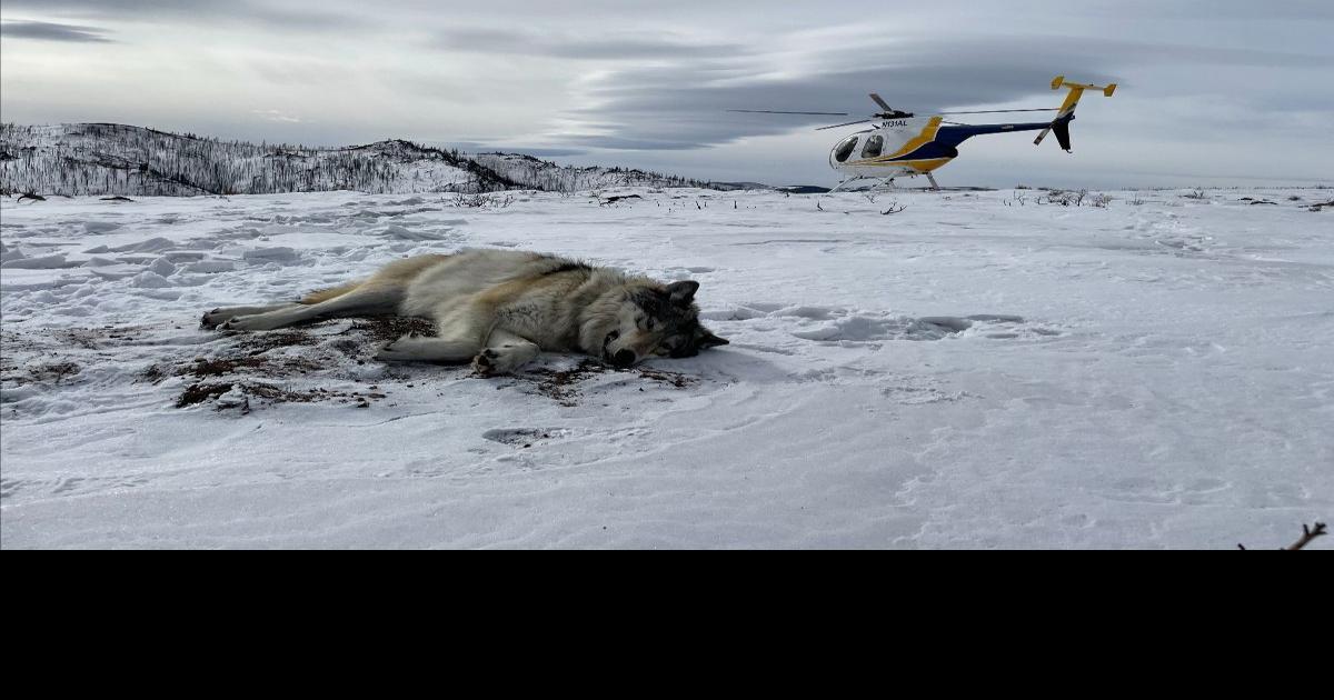 Colorado Parks and Wildlife publishes updated collared gray wolf