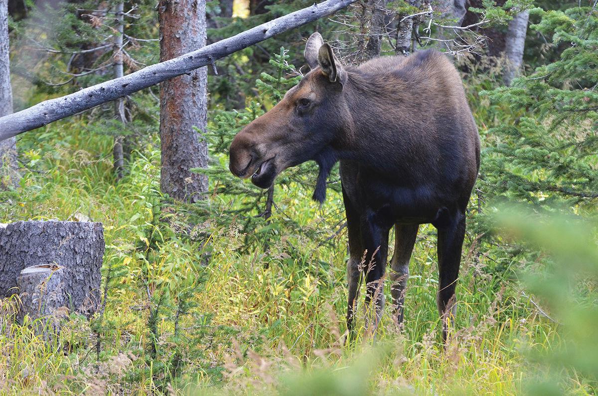 Moose in Colorado Outdoors