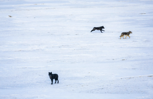 2026 ballot measure that would overturn Colorado wolf reintroduction clears first hurdle