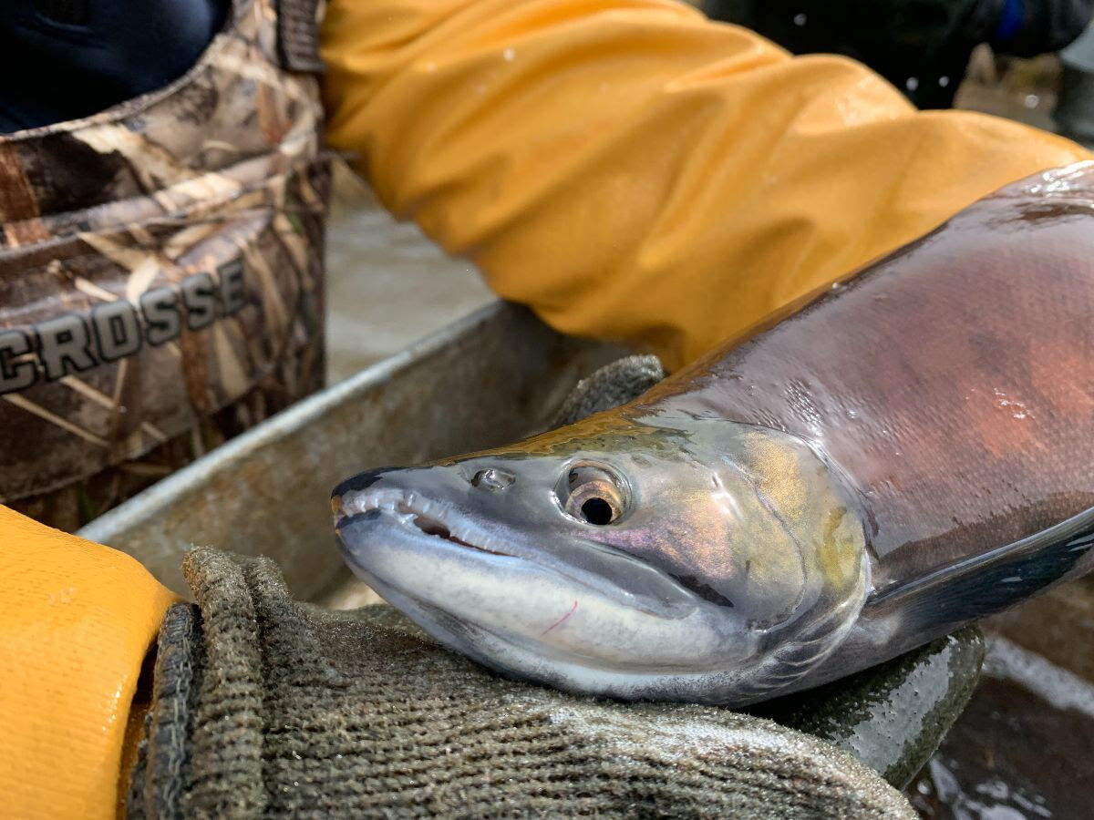 Public asked to call in advance of kokanee salmon giveaway days