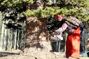 PBS show highlights Capitol Christmas tree tradition