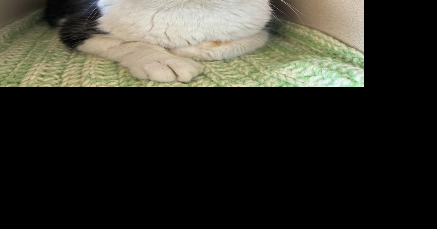 Curated visual reference: Picture Idea: Pets Fiv Facts Fiction And Fulfilling Lives