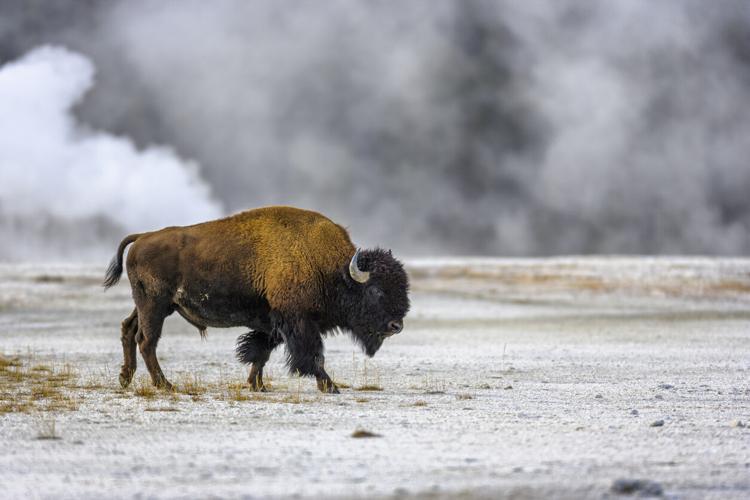 OPINION: Bison — back where they belong