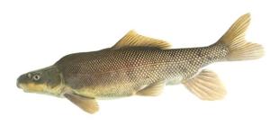 Fish and Wildlife proposes listing razorback sucker as threatened