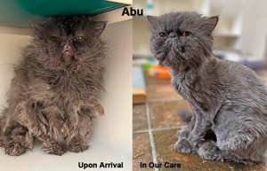 PET COLUMN. They had nowhere else to go: Stories of pets helped at Second Chance Humane Society