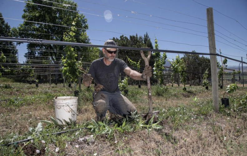 Drought worries tormenting Hotchkiss vineyard owners | Agriculture