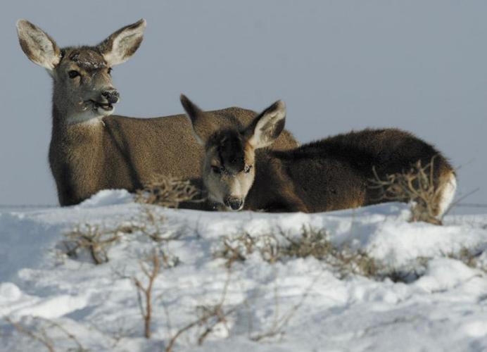 Gunnison Basin to close temporarily for emergency game feeding Local News Stories
