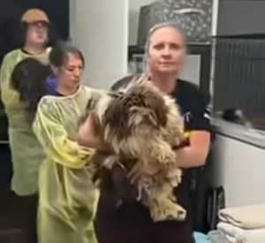 Delta animal cruelty case continued to allow for defendant's evaluation. More than 200 cats and dogs seized