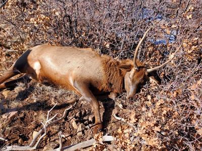 CPW investigates rash of poaching cases in San Miguel County