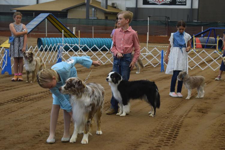 Dog show highlights Tuesday events at the Montrose County Fair and