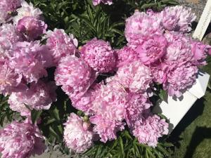 OUTDOORS: What's happening in your early June garden