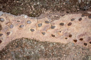 In the footsteps of a giant — Forest service purchases dinosaur trackway site in Ouray