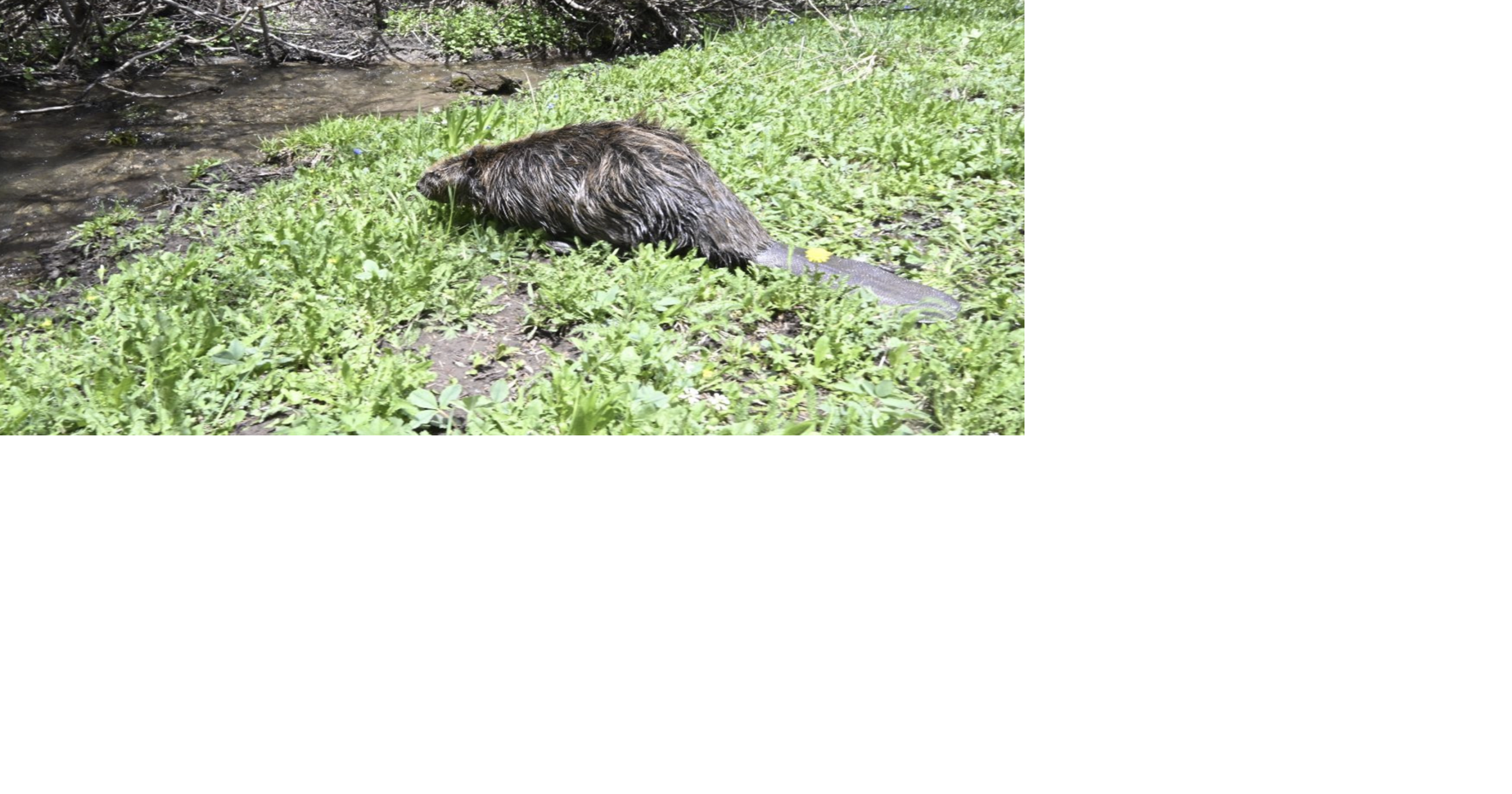 Beaver found on Gunnison River tests positive for tularemia | Local ...