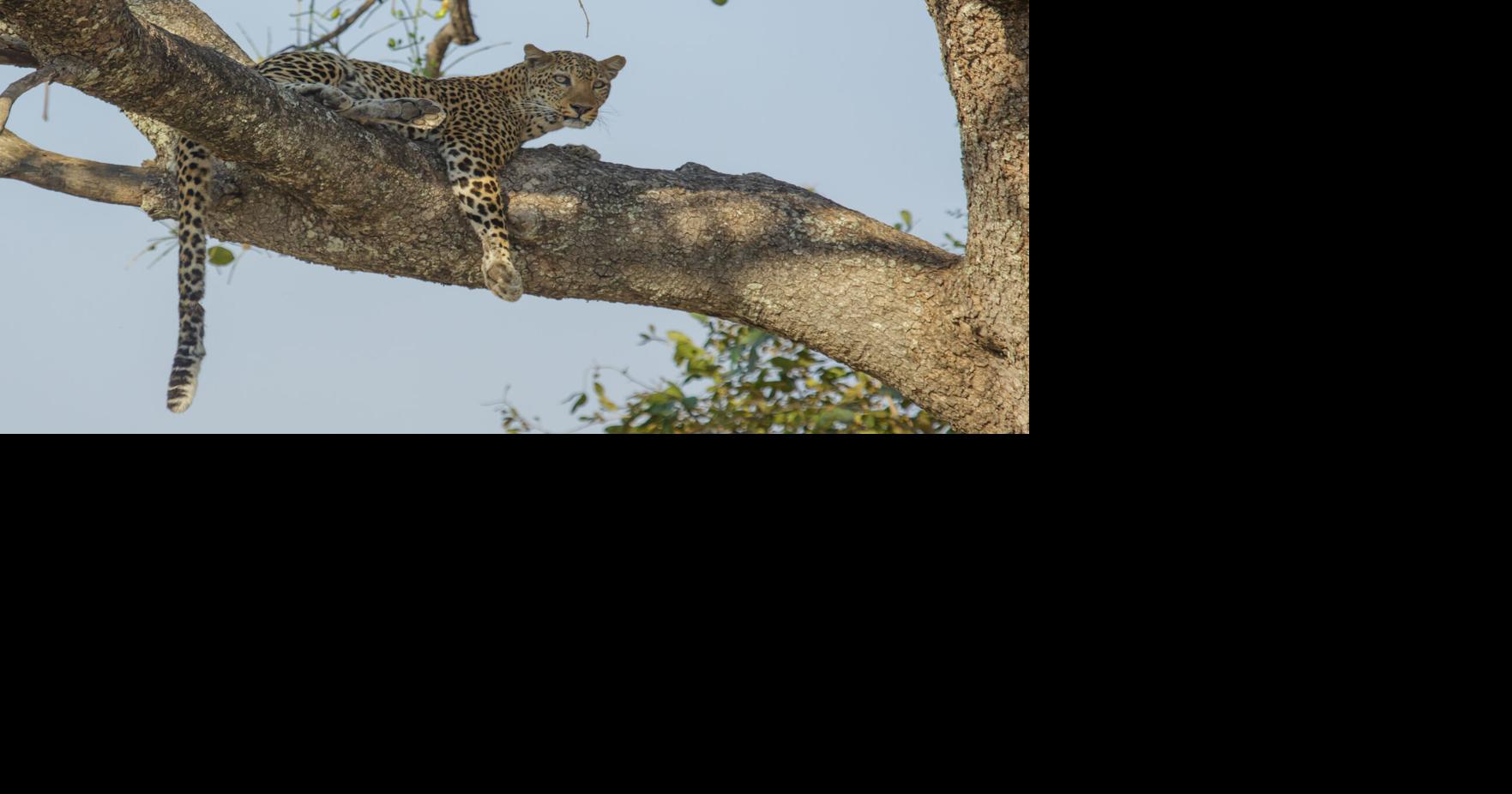 OUTDOORS: Spotting the elusive leopard | Outdoors | montrosepress.com