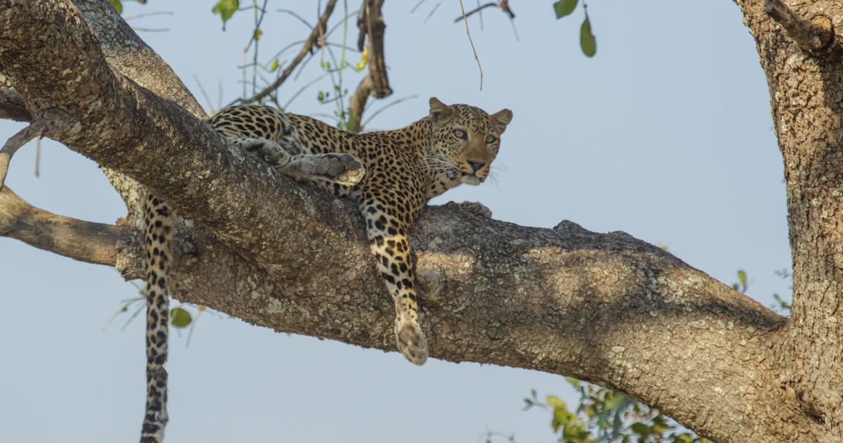 Leopard Exploring OUTDOORS: Spotting the elusive leopard | Outdoors | montrosepress.com