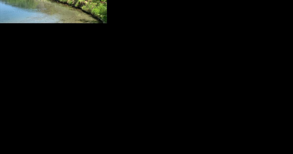 Emergency public fish salvage in place ahead of dredging Durango pond - Vimarsana News