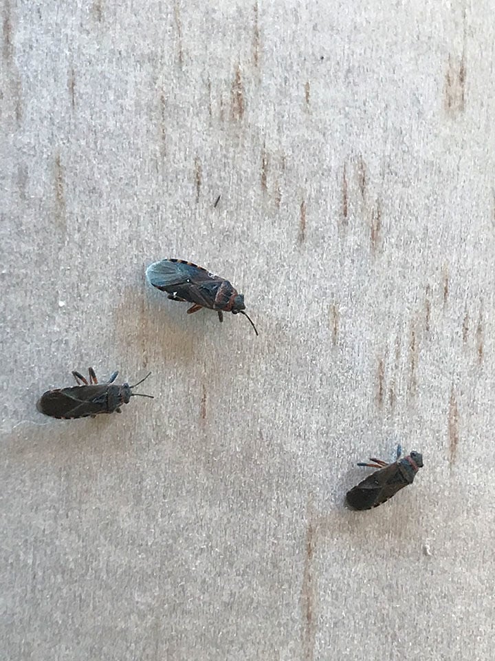 Small black online bugs in house