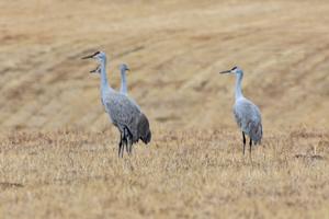 Sandhill cranes begin annual trip north