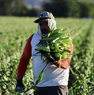 Combating 'counterfeit' corn: Bill to punish passing off out-of-state produce as Colorado-grown advances