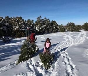 Permits to cut Christmas Trees are now available