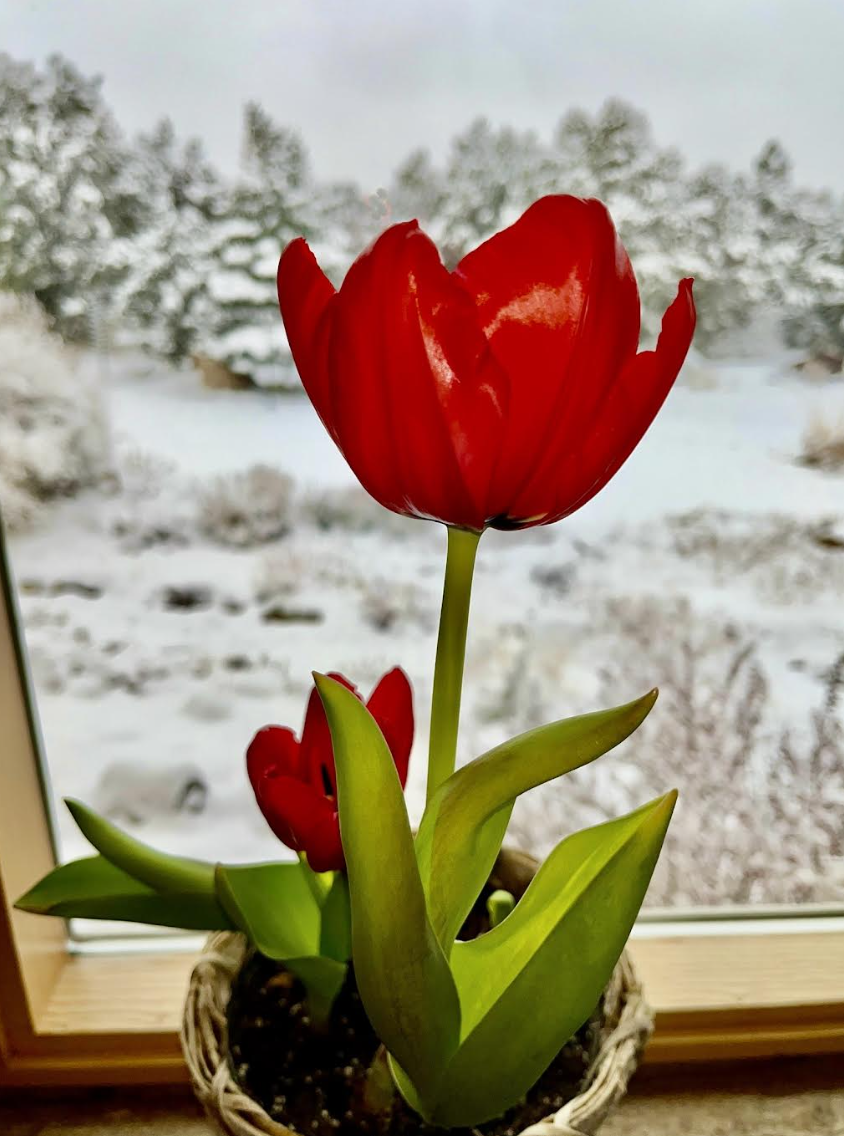 GARDENING FROM A TO Z Time to think spring! Outdoors