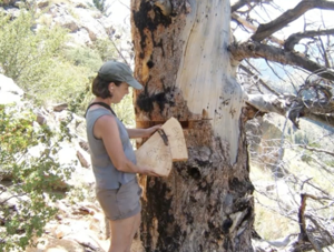 WATER SUMMIT: Reading tree rings reveals streamflow data through the ages