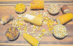 Nature's candy: Roasted corn kernels are a better Halloween treat