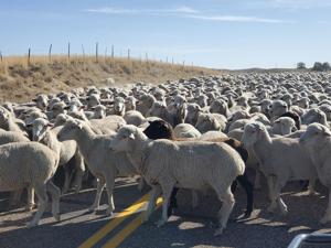 OUTDOORS: Coming full circle with wool