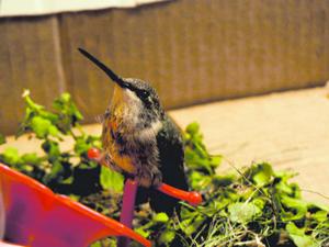 Grab some supplies and make your own bird feeder