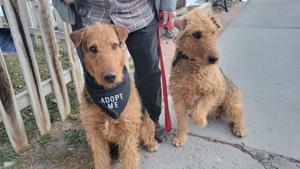Rescued Airedales seek good humans