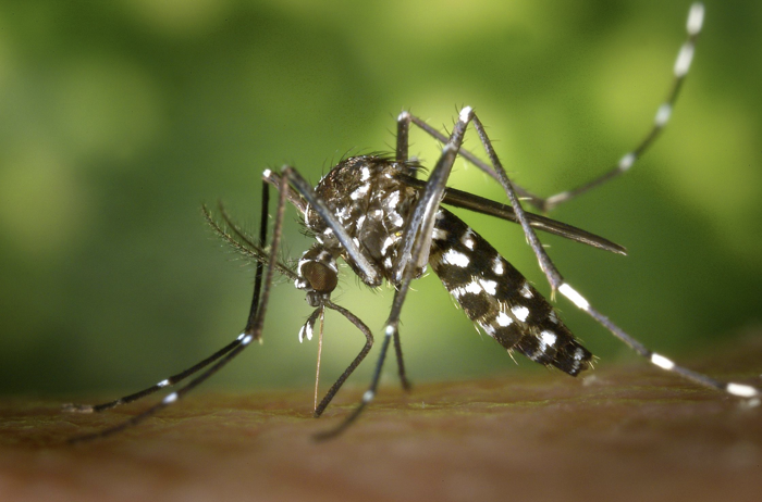 Montrose reports first West Nile Virus death — County currently has two confirmed cases