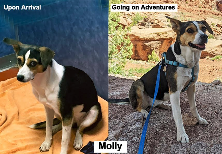 PET COLUMN. They had nowhere else to go Stories of pets helped at