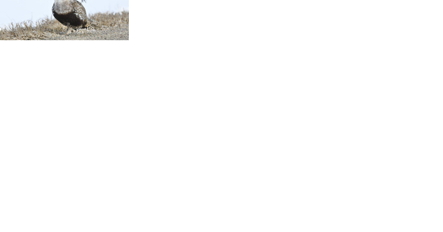 San Miguel County gives updates on Gunnison Sage-Grouse conservation - Vimarsana News