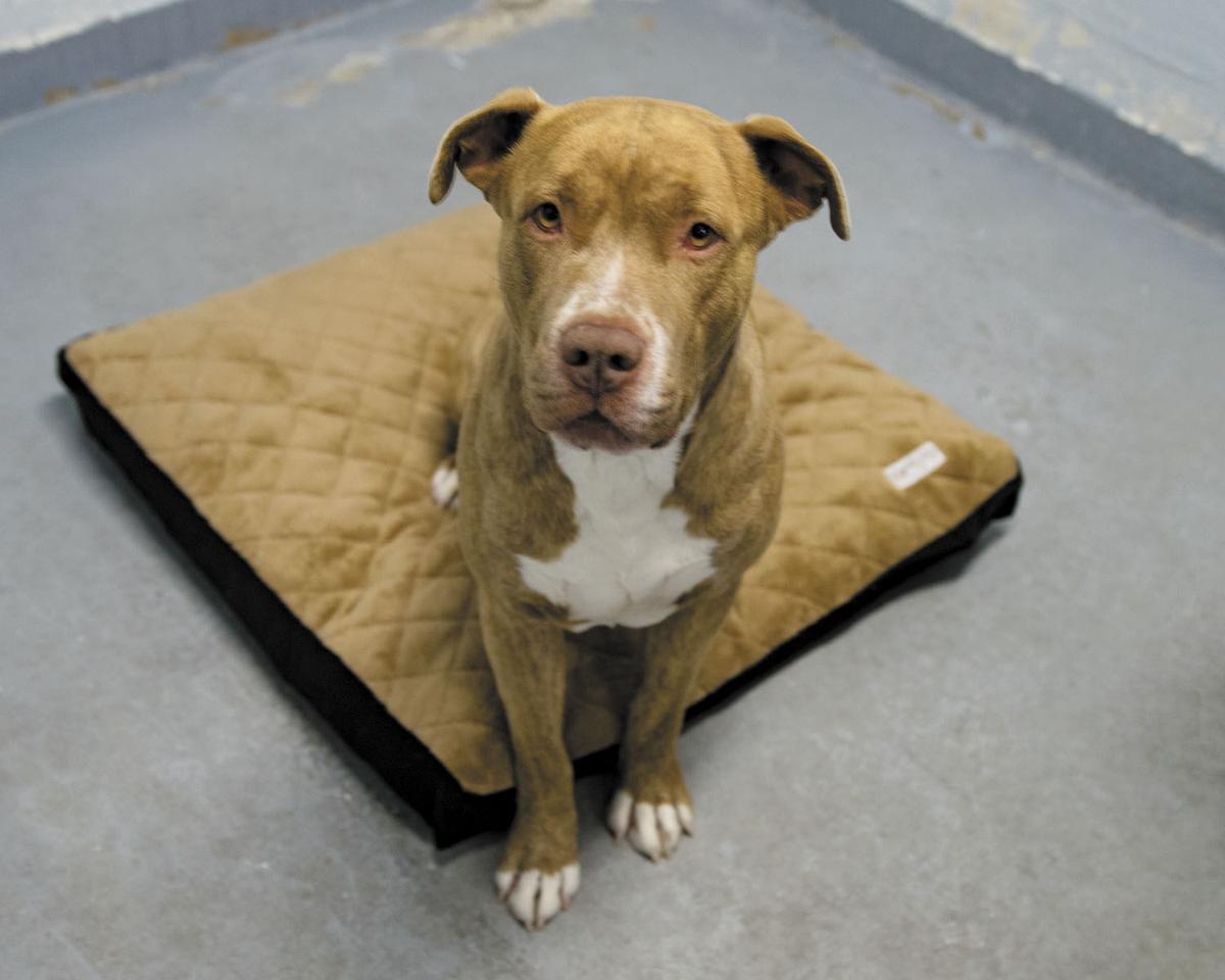 For The Dogs News Montrosepress Com