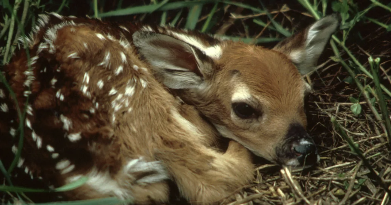 Colorado wildlife officials release warning following fawn kidnapping, moose's fatal jump from parking garage | Local News Stories - Vimarsana News