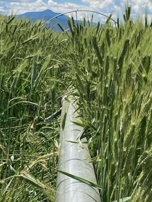 Cattle growers in crunch as drought and demand push hay costs