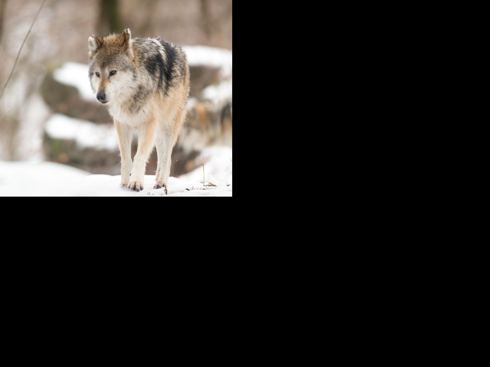 Montrose debates reintroduction of wolves into Colorado | Local News ...