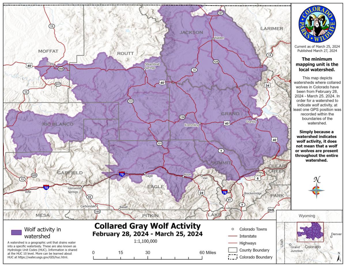 Colorado Parks and Wildlife publishes updated collared gray wolf