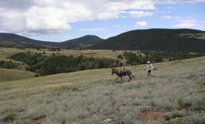 What I learned from my first pack burro race, Colorado's only indigenous sport; Race prerequisites include a high level of fitness, an adventurous spirit and a bit of skilled persuasion — you can't make a burro do anything it doesn't want to do