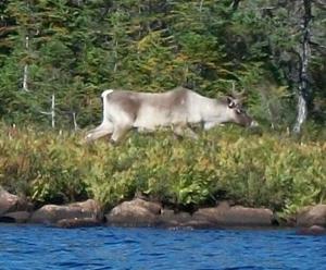 OUTDOORS: Tidbits and facts on Santa's favorite helper: Reindeer